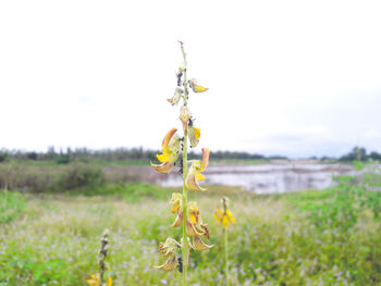 Close-up of yellow flowers growing in field