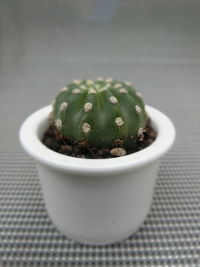 Close-up of succulent plant on table