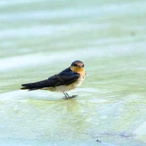 Close-up of bird perching on a water