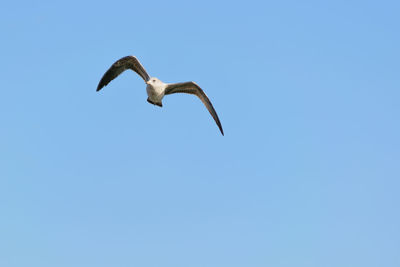 Low angle view of seagull flying in sky