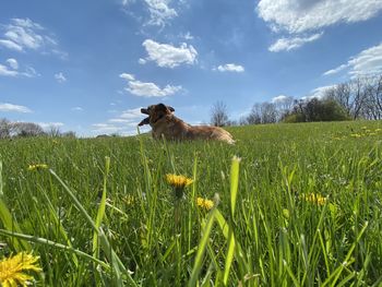 View of dog on field against sky