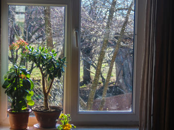 Close-up of plants on window sill