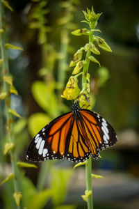 Close-up of butterfly on plant