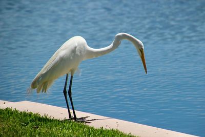 White bird on a lake