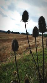 Close-up of dandelion on field