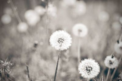 Close-up of white daisy flowers