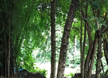 Low angle view of trees in forest