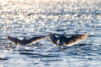 Flock of birds in sea