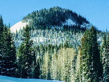 Pine trees in forest against sky during winter