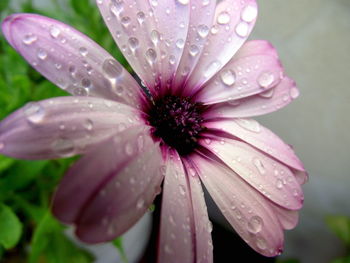 Close-up of water drops on pink daisy flower