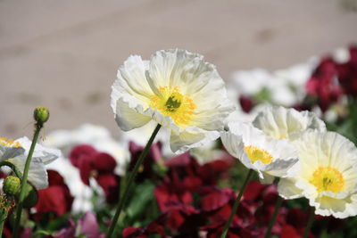 Close-up of white flowering plant