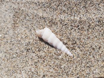 High angle view of shell on sand