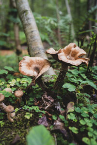 Close-up of mushroom growing on field