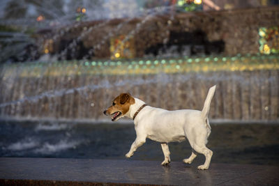 Side view of a dog looking away