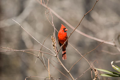 Close-up of bird perching on branch