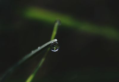 Close-up of water drops on blade of grass