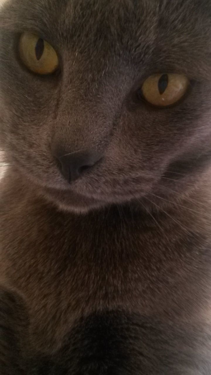 animal themes, one animal, mammal, animal head, close-up, domestic animals, animal body part, animal eye, portrait, looking at camera, cat, pets, domestic cat, whisker, full frame, focus on foreground, no people, feline, wildlife, indoors