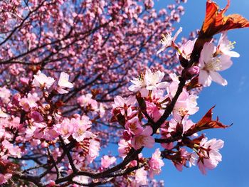 Low angle view of cherry blossom tree