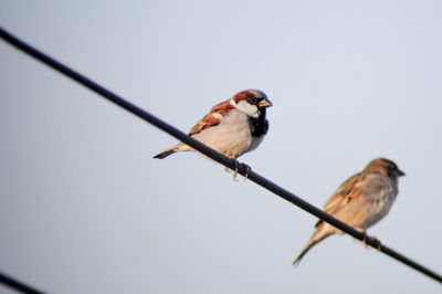 Low angle view of birds perching on pole against clear sky