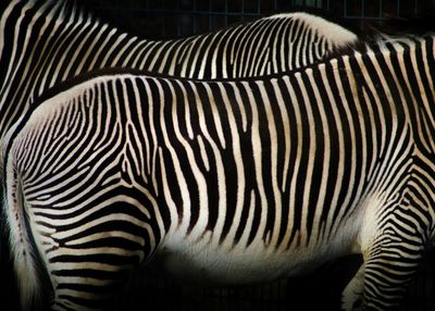 Close-up of zebra crossing