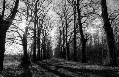 Road amidst trees in forest