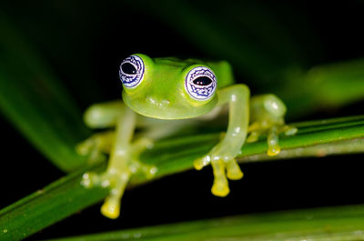 Ghost glass frog - centrolene ilex in rainforest, rara avis reserve