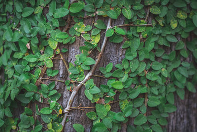 Close-up of ivy growing on tree trunk