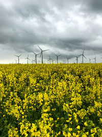 Rapeseed field with windmills