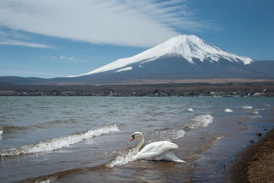 View of ducks on snow covered land