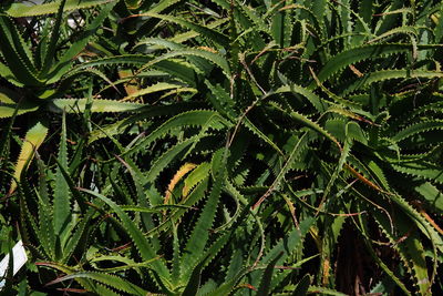 Full frame shot of wet plant