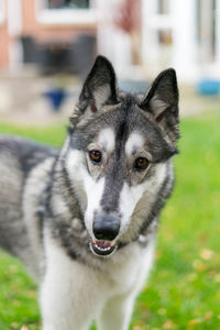 Close-up portrait of dog