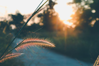 Close-up of stalks against sky during sunset