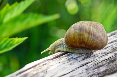 Close-up of snail on log