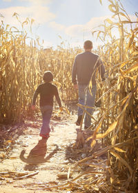 Rear view of father and son walking in corn farm