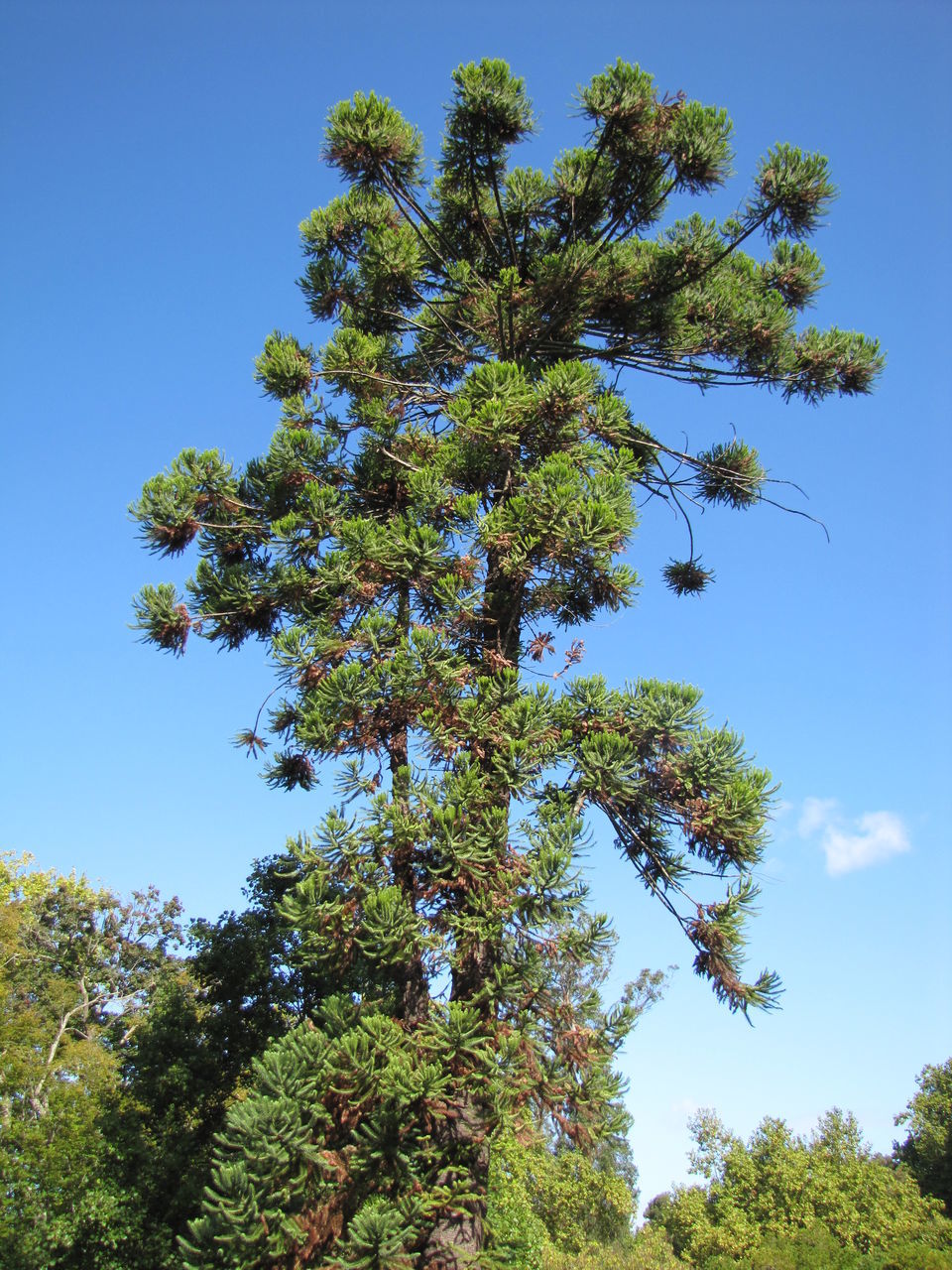 LOW ANGLE VIEW OF TREE AGAINST SKY