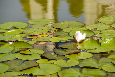Close-up of lotus water lily in pond