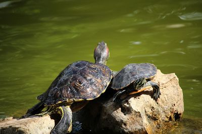 Turtle in lake