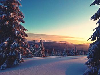 Trees on snowy landscape against sky during sunset