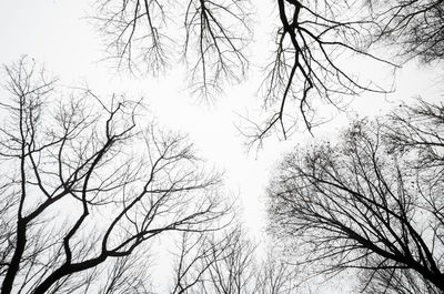 Low angle view of trees against clear sky