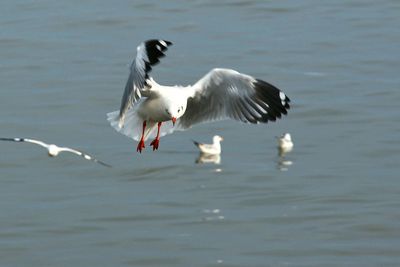 Close-up of birds flying over lake