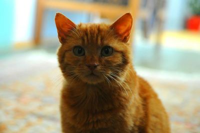 Close-up portrait of cat