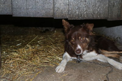 Portrait of dog sitting on floor