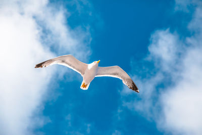 Low angle view of seagull flying