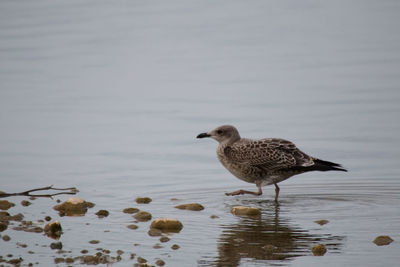 Bird perching on lake