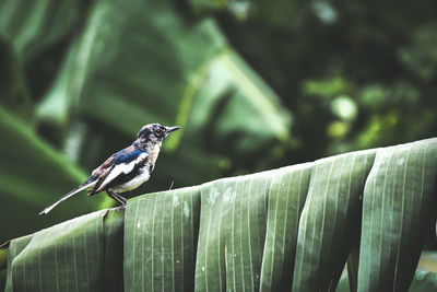 Close-up of bird perching on a plant