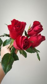 Close-up of red rose against white background