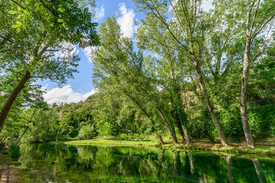 Scenic view of lake in forest against sky