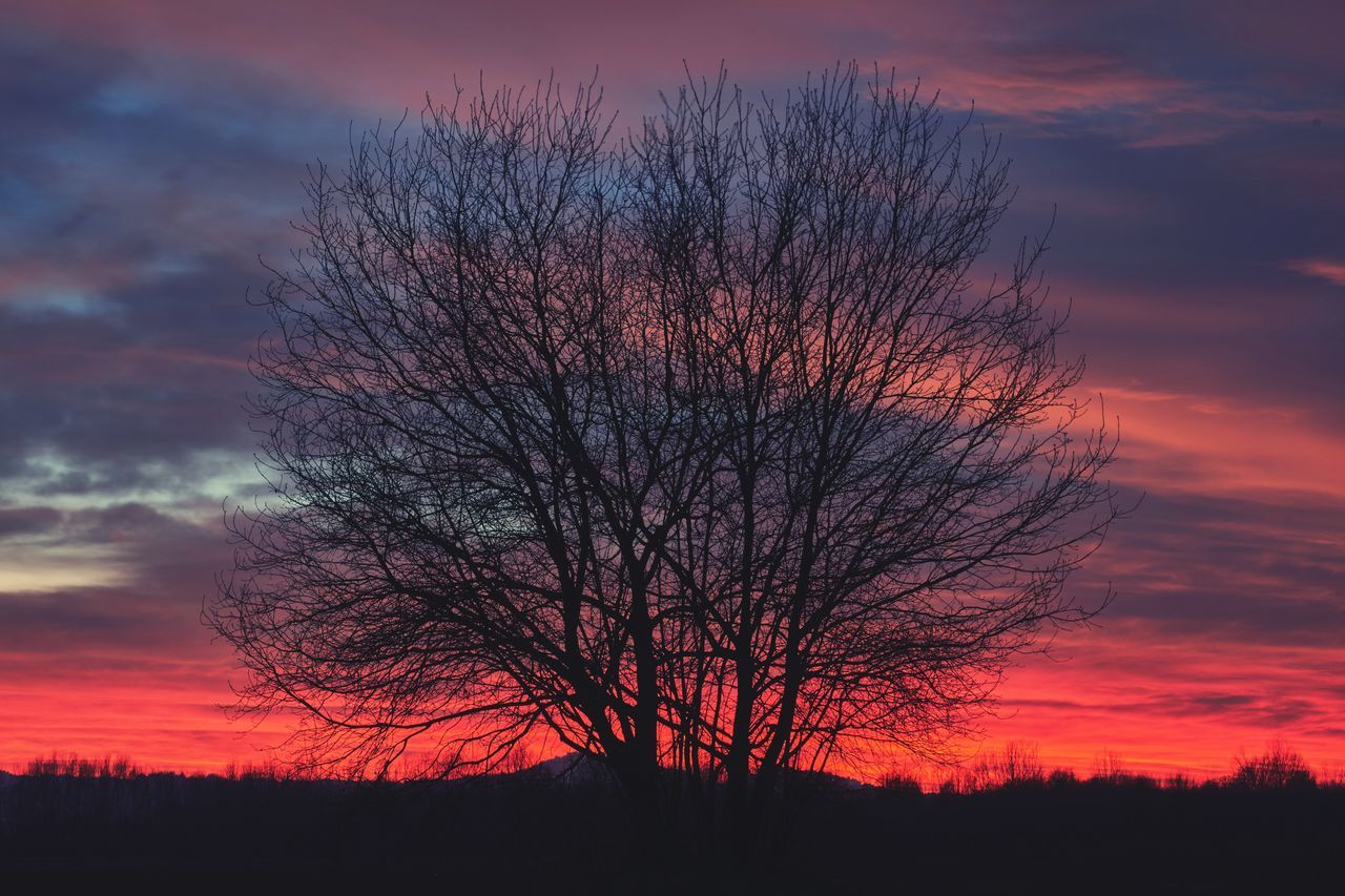 sky, tree, silhouette, sunset, cloud, dawn, bare tree, beauty in nature, plant, scenics - nature, nature, afterglow, tranquility, red sky at morning, tranquil scene, no people, evening, landscape, orange color, environment, dramatic sky, land, non-urban scene, outdoors, branch, horizon, idyllic, field, romantic sky, red, moody sky
