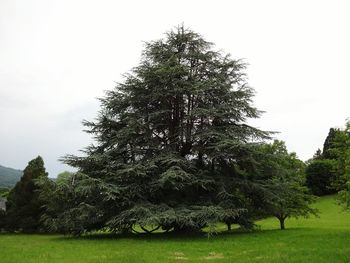 Trees on landscape against clear sky