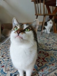 Close-up portrait of a cat at home